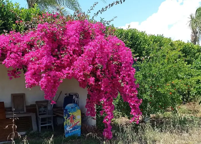 Acacia Santa Maria Del Focallo